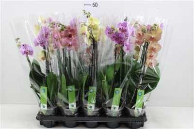 Phal Gemengd 2 Tak 18+ D12 H75 X10