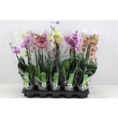 Phal Gemengd 2 Tak 18+ D12 H75 X10
