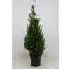 ЕЛЬ КОНИКА Picea Gl Conica D21 H70 X1