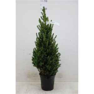 ЕЛЬ КОНИКА Picea Gl Conica D21 H70 X1