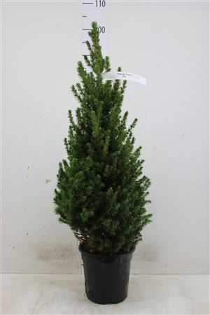 ЕЛЬ КОНИКА Picea Gl Conica D21 H70 X1