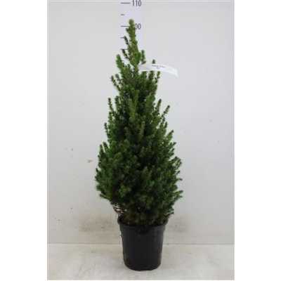 ЕЛЬ КОНИКА Picea Gl Conica D21 H70 X1