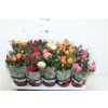 РОЗА Rosa Grande Gemengd D510 H27 X15
