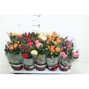 РОЗА Rosa Grande Gemengd D510 H27 X15