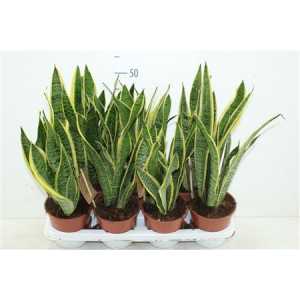 САНСИВЕРИЯ Sansevieria Laurentii D14 H50 X7