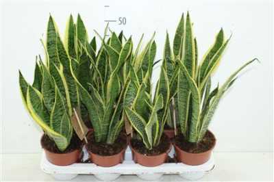 САНСИВЕРИЯ Sansevieria Laurentii D14 H50 X7