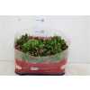 ШЛЮМБЕРГЕРА Schlumbergera Gemengd D12 H25 X8