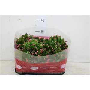 ШЛЮМБЕРГЕРА Schlumbergera Gemengd D12 H25 X8