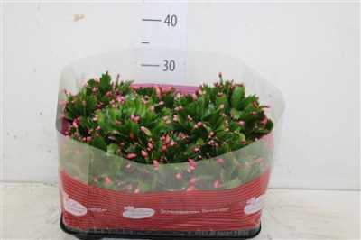 ШЛЮМБЕРГЕРА Schlumbergera Gemengd D12 H25 X8