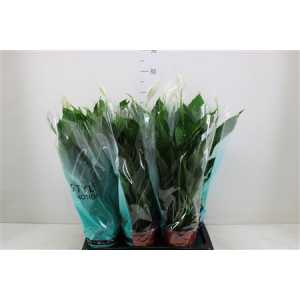 СПАТИФИЛУМ Spathiphyllum Senseo Cupid D17 H70 X6	