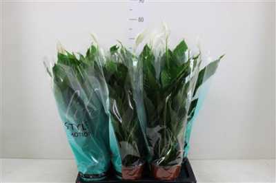 СПАТИФИЛУМ Spathiphyllum Senseo Cupid D17 H70 X6	