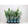 СПАТИФИЛУМ Spathiphyllum Sweet Chico D13 H60 X8