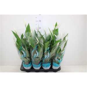 СПАТИФИЛУМ Spathiphyllum Sweet Chico D13 H60 X8
