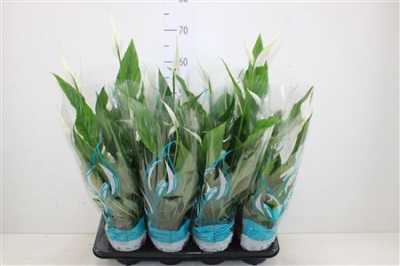 СПАТИФИЛУМ Spathiphyllum Sweet Chico D13 H60 X8
