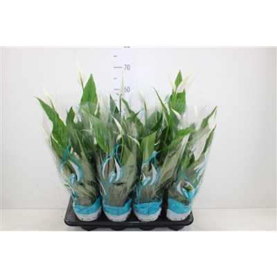 СПАТИФИЛУМ Spathiphyllum Sweet Chico D13 H60 X8