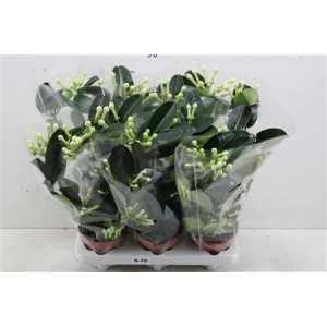 СТЕФАНОТИС Stephanotis Fleur Parfum 2 D12 H45 X6