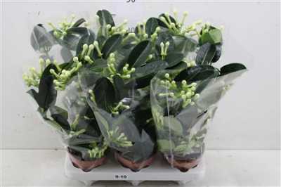 СТЕФАНОТИС Stephanotis Fleur Parfum 2 D12 H45 X6