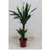 ЮККА Yucca 45-20 2+ D17 H80 X6