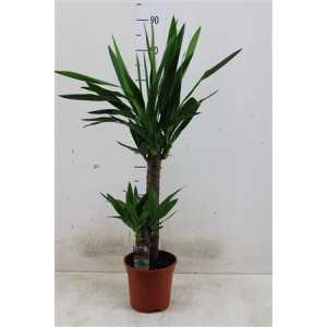 ЮККА Yucca 45-20 2+ D17 H80 X6