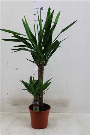ЮККА Yucca 45-20 2+ D17 H80 X6