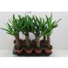 ЮККА 1 СТВОЛ Yucca Enkel Stam 2+ D12 H45 X10