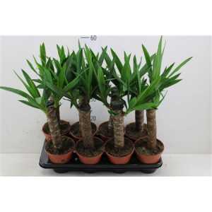 ЮККА 1 СТВОЛ Yucca Enkel Stam 2+ D12 H45 X10
