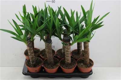 ЮККА 1 СТВОЛ Yucca Enkel Stam 2+ D12 H45 X10