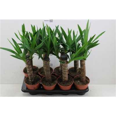 ЮККА 1 СТВОЛ Yucca Enkel Stam 2+ D12 H45 X10