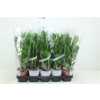 ЗАМИОКУЛЬКАС Zamioculcas 4+ D12 H45 X10