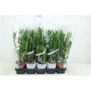 ЗАМИОКУЛЬКАС Zamioculcas 4+ D12 H45 X10