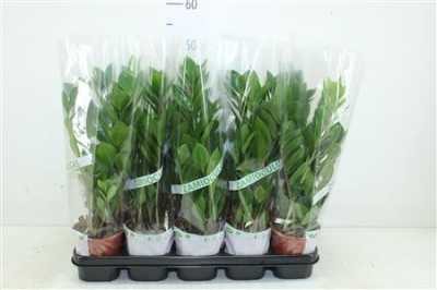 ЗАМИОКУЛЬКАС Zamioculcas 4+ D12 H45 X10