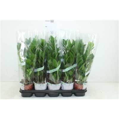 ЗАМИОКУЛЬКАС Zamioculcas 4+ D12 H45 X10