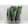 ЗАМИОКУЛЬКАС Zamioculcas 4+ D14 H45 X7