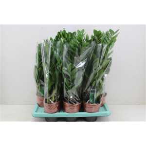 ЗАМИОКУЛЬКАС Zamioculcas 4+ D14 H45 X7