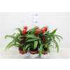 ГУЗМАНИЯ Guzmania Rood D12 H38 X6