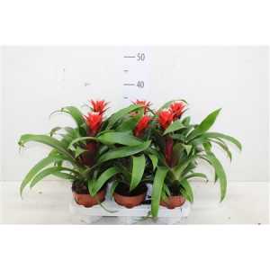 ГУЗМАНИЯ Guzmania Rood D12 H38 X6
