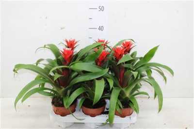 ГУЗМАНИЯ Guzmania Rood D12 H38 X6
