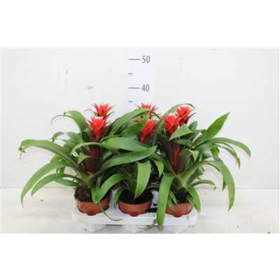 ГУЗМАНИЯ Guzmania Rood D12 H38 X6