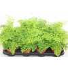 ПАПОРОТНИК ВОЛОСЫ ВЕНЕРЫ Adiantum Ra Fragrans D12 H30 X8