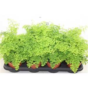ПАПОРОТНИК ВОЛОСЫ ВЕНЕРЫ Adiantum Ra Fragrans D12 H30 X8