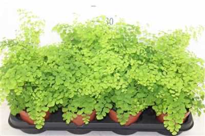 ПАПОРОТНИК ВОЛОСЫ ВЕНЕРЫ Adiantum Ra Fragrans D12 H30 X8