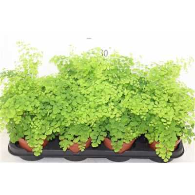ПАПОРОТНИК ВОЛОСЫ ВЕНЕРЫ Adiantum Ra Fragrans D12 H30 X8