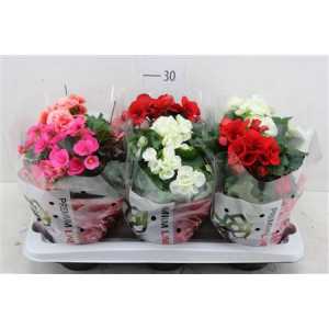 БЕГОНИЯ МИКС Begonia Du Gemengd D14 H28 X6