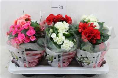 БЕГОНИЯ МИКС Begonia Du Gemengd D14 H28 X6