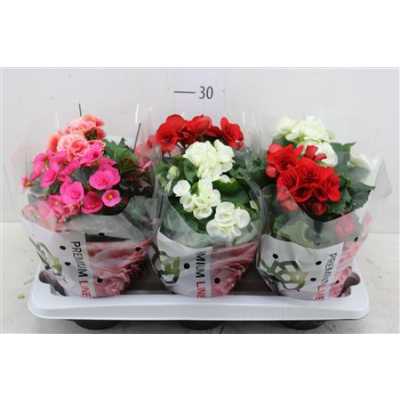 БЕГОНИЯ МИКС Begonia Du Gemengd D14 H28 X6
