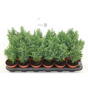 КИПАРИС Chamaecyparis La Ellwoodii D9 H35 X18