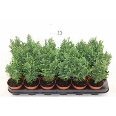 КИПАРИС Chamaecyparis La Ellwoodii D9 H35 X18