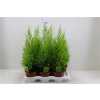 КИПАРИС Cupressus Wilma D17 H65 X6