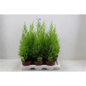 КИПАРИС Cupressus Wilma D17 H65 X6