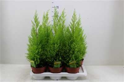 КИПАРИС Cupressus Wilma D17 H65 X6